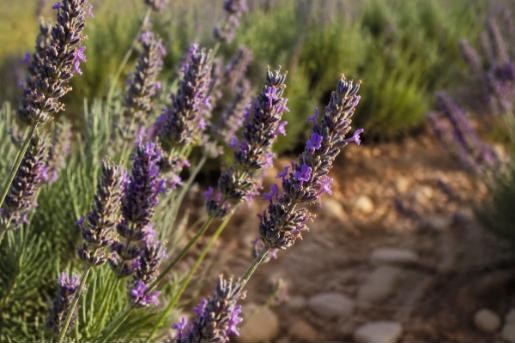 Épis de lavande en fleur
