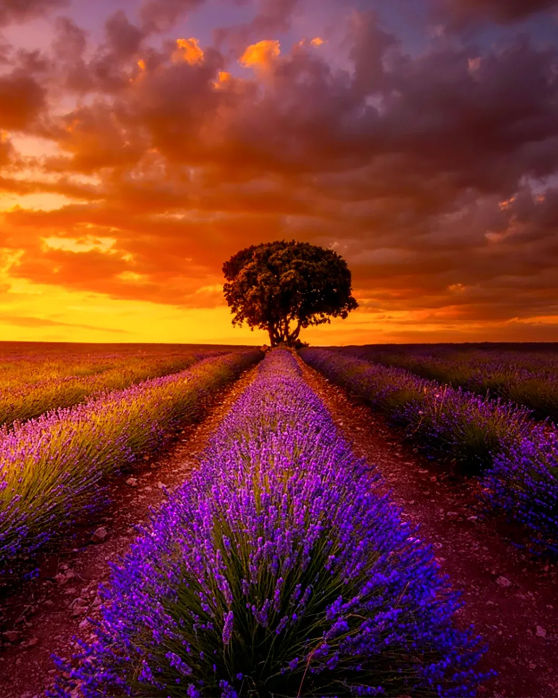 Un champ de lavande en fleurs au coucher du soleil, un arbre seul à l’horizon