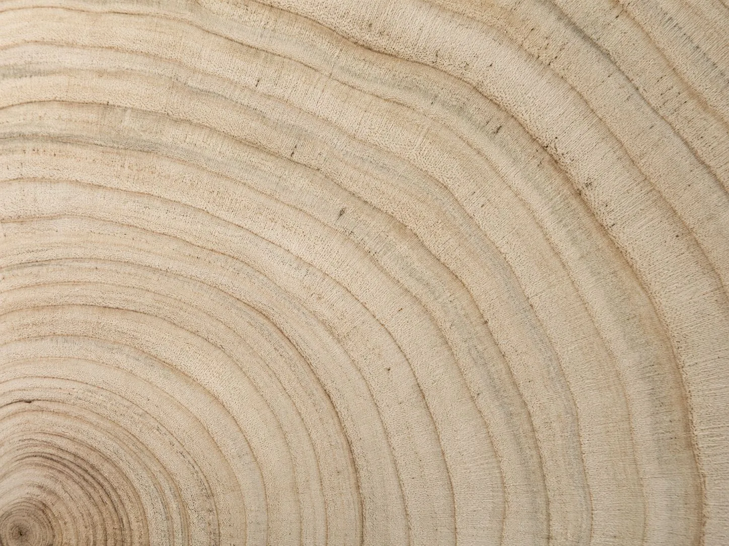 Cernes de croissance d’un tronc d’arbre